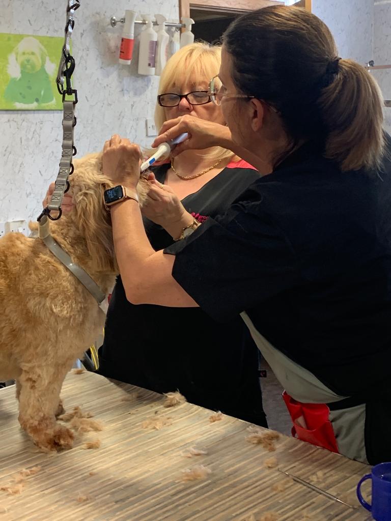 Cocker spaniel being scissored by a groomer