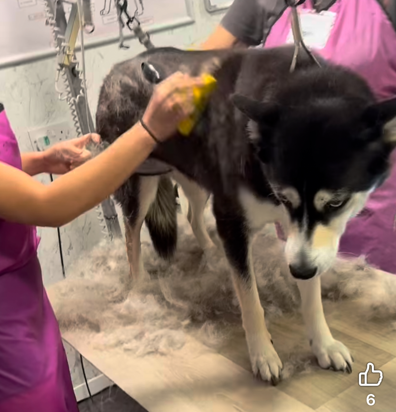 Husky during a de-shedding treatment
