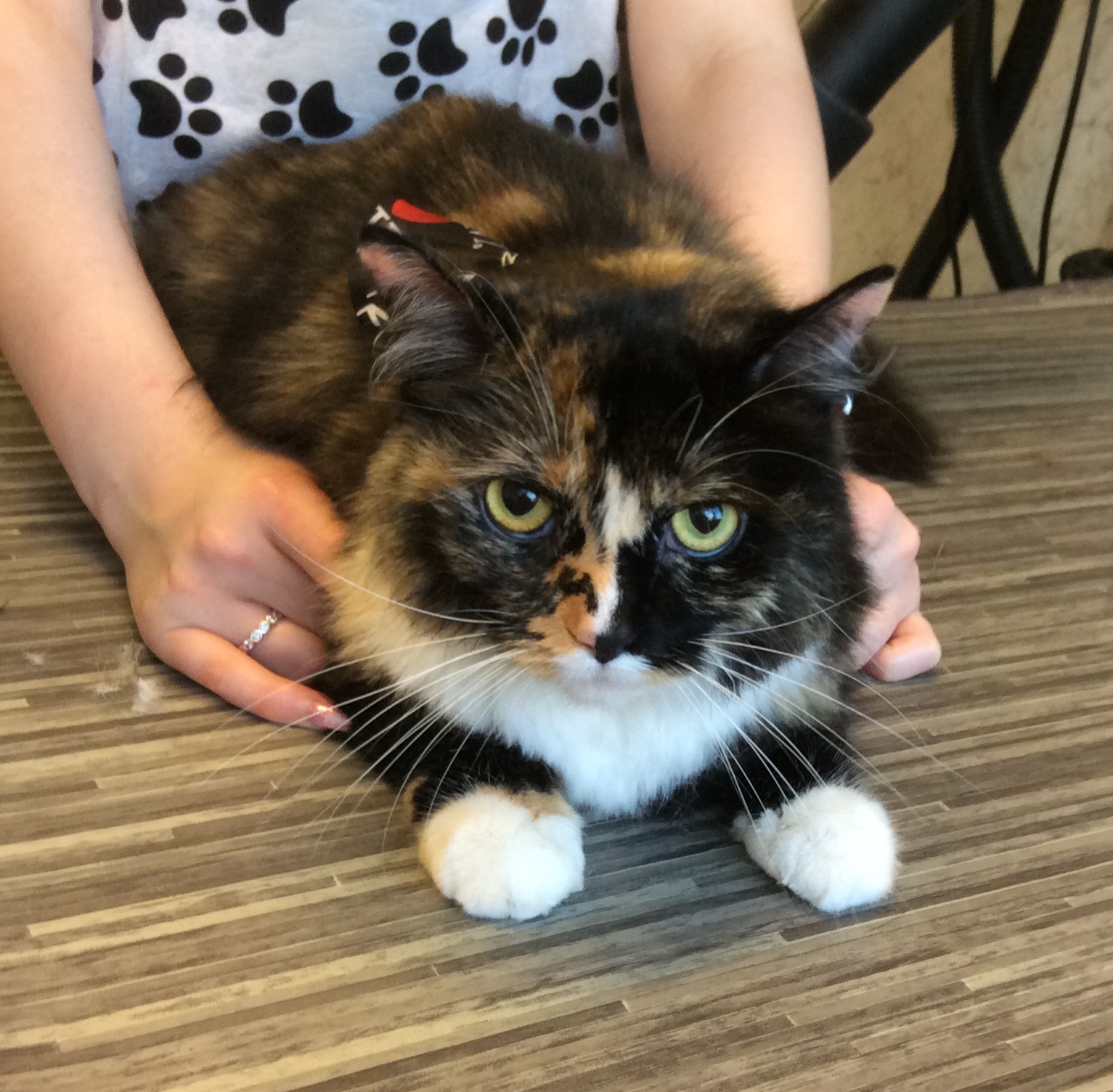 Tortoiseshell cat during a groom in Stirling