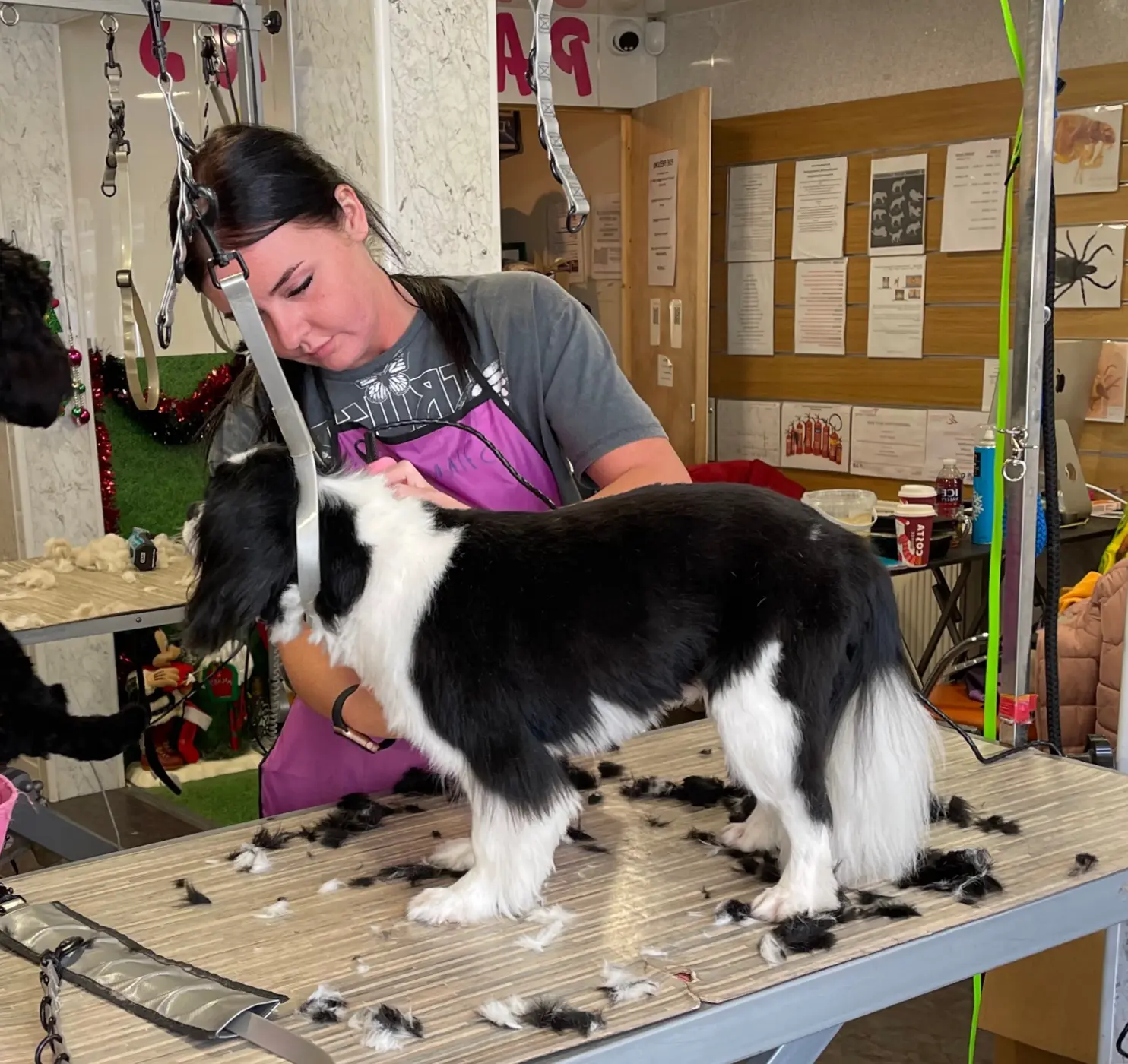 Collie on the grooming table in Stirling