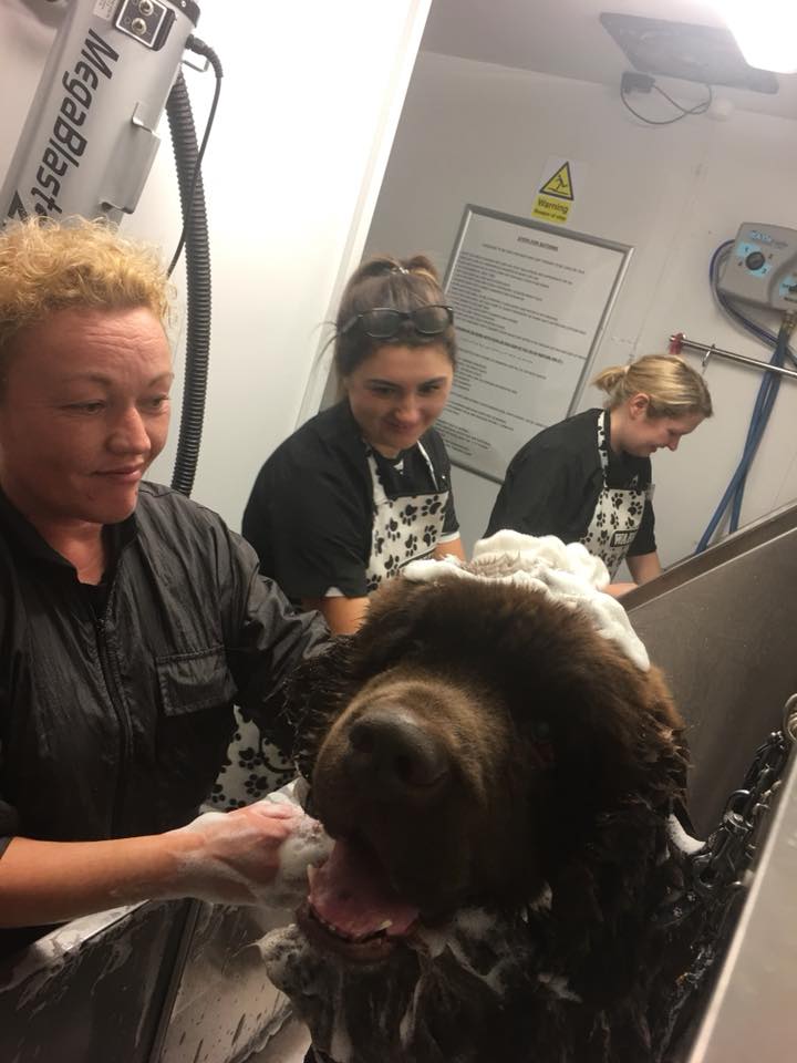 Groomers bathing a dog at the Stirling salon