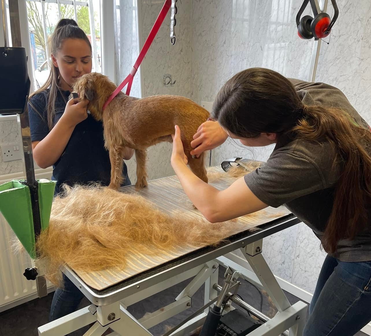 Wire-coated terrier being hand stripped in the salon
