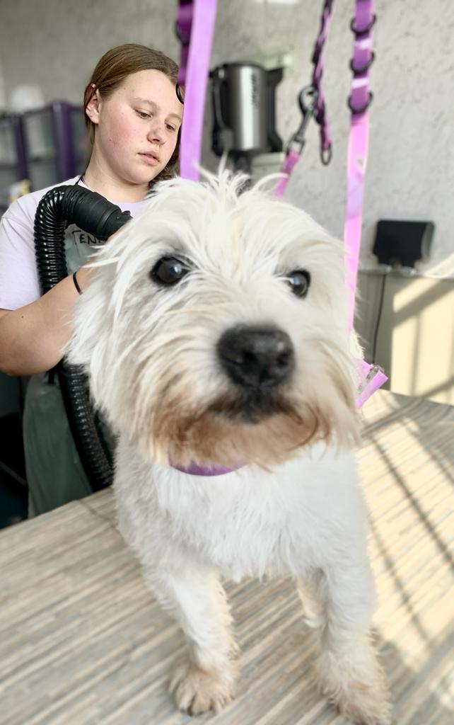 Freshly groomed West Highland terrier at our Stirling salon