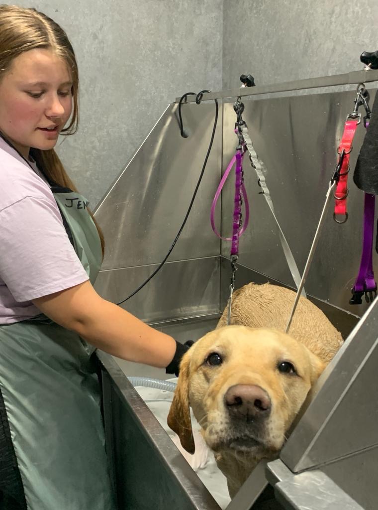 Labrador in the HydroSurge bath