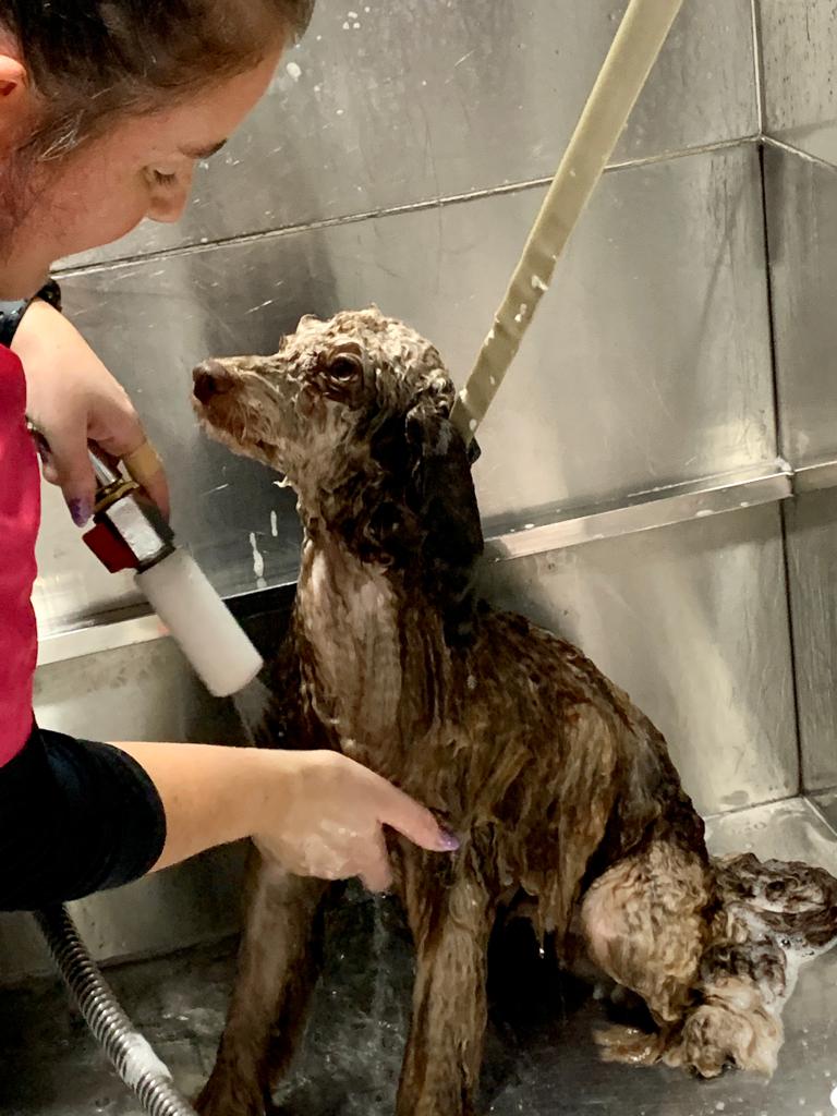 Spaniel being bathed at our Stirling salon
