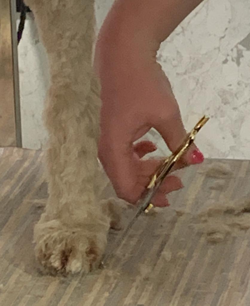 Close-up of paw scissoring