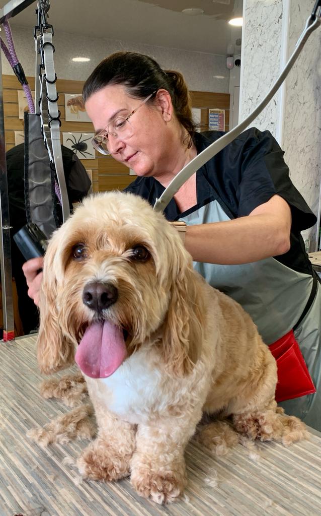 Cockapoo being dried after a bath