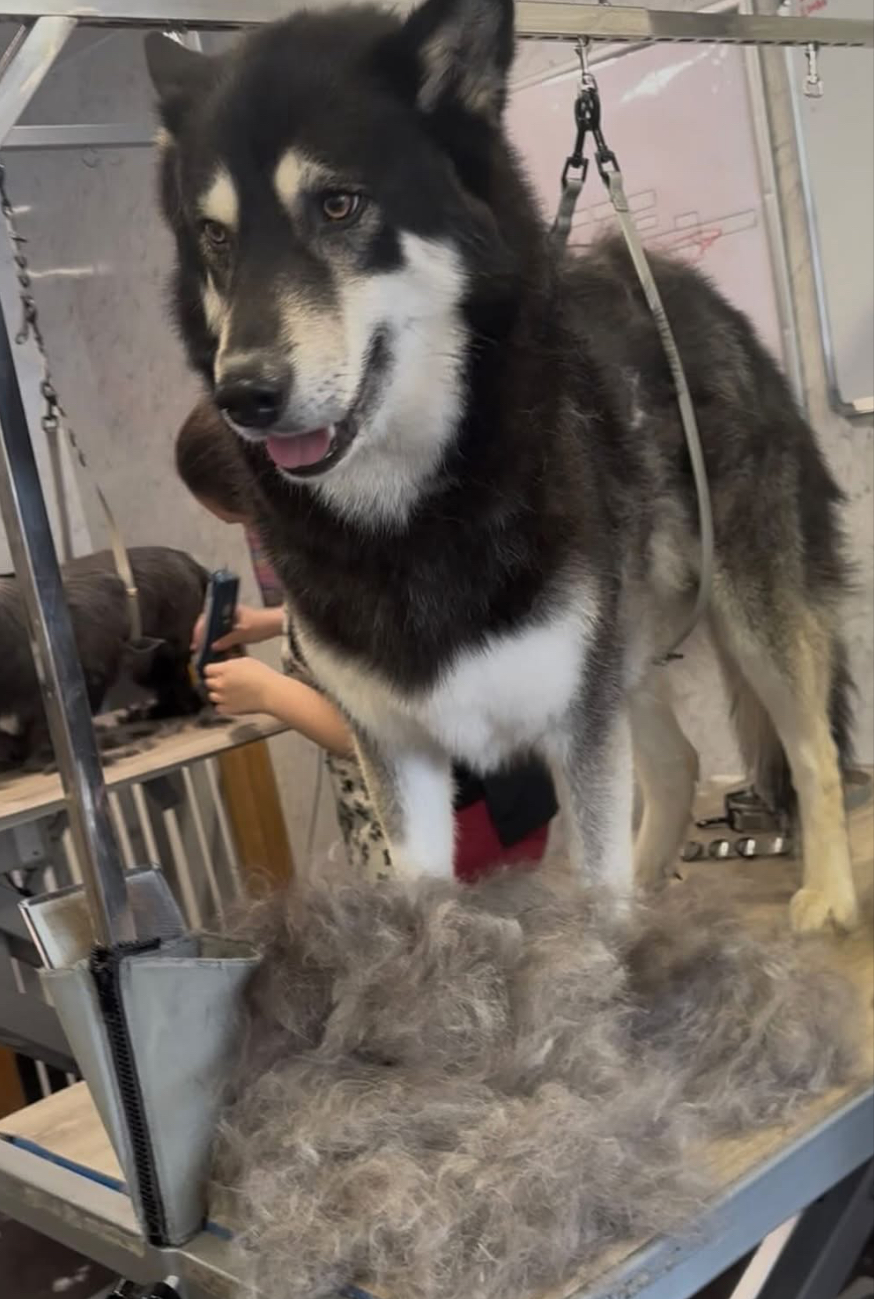 Husky after a de-shedding groom