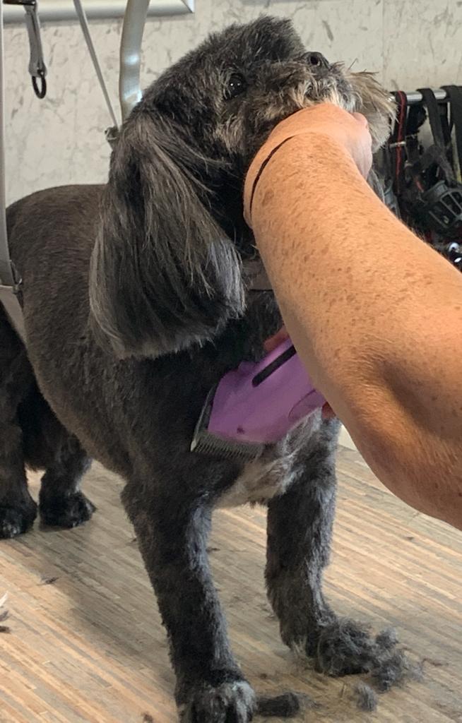 Grey poodle after a trim