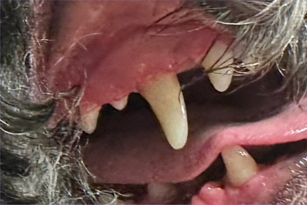 Dog's teeth after ultrasonic cleaning