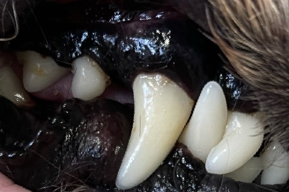 Dog's teeth after ultrasonic cleaning